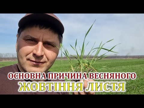 Видео: Основна причина весняного жовтіння листя