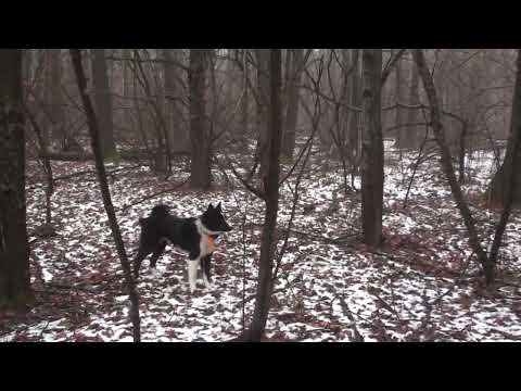 Видео: Охота на куницу. Илай-первые шаги.