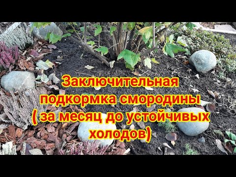 Видео: Заключительная подкормка смородины  за месяц до устойчивых холодов