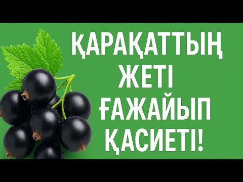 Видео: Қарақаттың жеті ғажайып қасиеті — Табиғаттың нағыз дәріханасы! | @ҒылымиЖобалар 