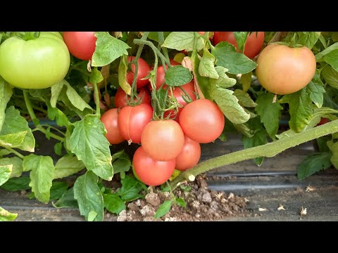 Видео: Пінк СвітнесF1 урожайність. Пінк Хіт F1 не заглиблюємо.