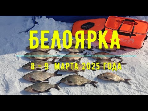 Видео: Ловля леща на коромысло зимой. Рыбалка на Белоярском водохранилище 8-9 марта 2025г.