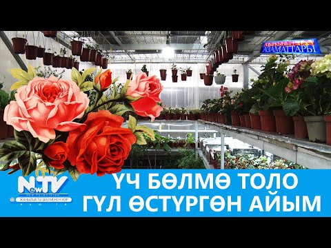 Видео: NewTV// ҮЧ БӨЛМӨ ТОЛО ГҮЛ ӨСТҮРГӨН АЙЫМ // АЗЫРКЫНЫН АЗАМАТТАРЫ