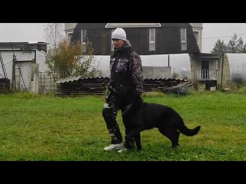 Видео: Немецкая овчарка АЛМАЗ, 1 год.