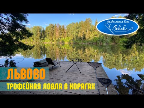 Видео: Львово, трофейная ловля в корягах.