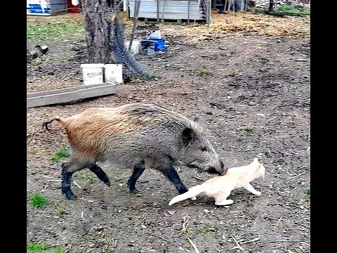 Видео: Кот еле удрал от дикого кабана. Смелый баран напал на дикого кабана