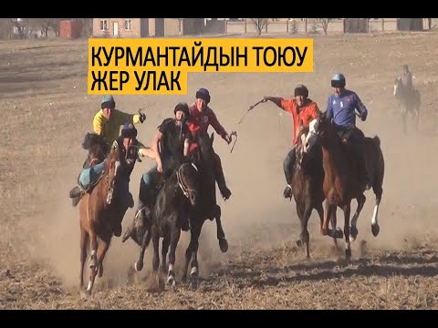 Видео: Жер улак: күчтүү командалар келишти//Курмантай Айтбаевдин тоюу