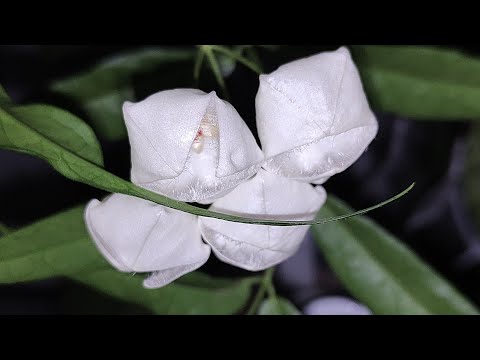 Видео: Хойи... carrii, sigillais, megalaster, undulata, caudata /август 2024/