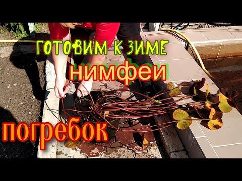 Видео: #Готовим к #зиме #нимфеи(# водяные лилии), #погребок.
