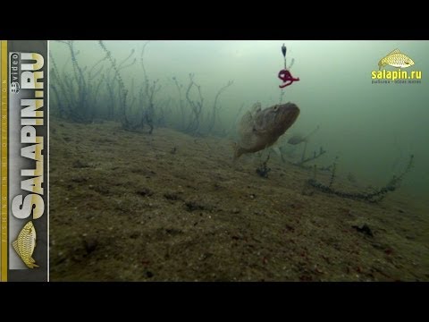 Видео: Ловля ротана (подводное видео) [salapinru]