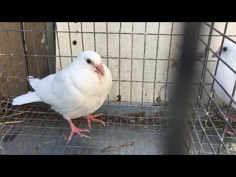 Видео: Заразный насморк у голубей(гемофилез),лечение.