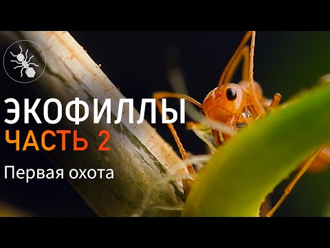 Видео: ЭКОФИЛЛЫ - ПЕРВАЯ ОХОТА! МУРАВЬИ ПОРТНЫЕ OECOPHYLLA SMARAGDINA - ЧАСТЬ 2