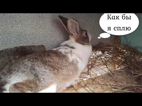 Видео: Разведение Кроликов. Ушастые переезд в вольер.Клетки-Ошибки