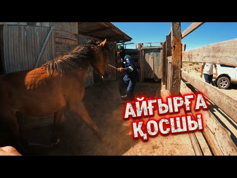 Видео: Торы байталды айғырға қостық.