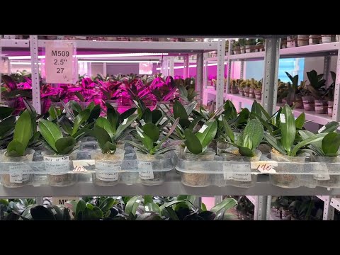 Видео: 🌸 СНИЗИЛИ ЦЕНЫ!!! Новый завоз 04.08.25г. Обзор подростков орхидей из Азии в наличии.