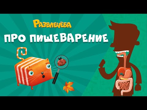 Видео: Развлечёба. Окружающий мир. Про пищеварение