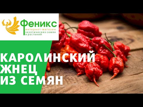 Видео: Перец Каролинский жнец размножение семенами Carolina Reaper