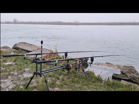 Видео: Річка Дністер. Ловля САЗАНА весною. Відкриття коропового сезону в березні 2024
