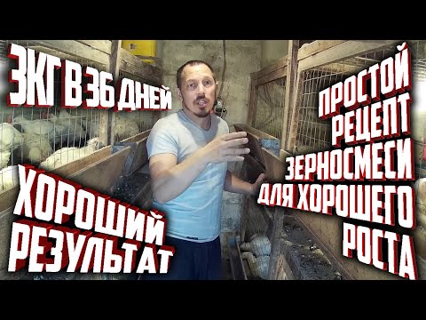 Видео: (ч.5)Вес Бройлера в 36 дней 3 кг! Идеальный рецепт зерносмеси для роста.