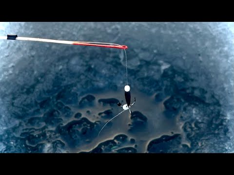 Видео: Опустил ЧЕРТИКА на глубину ОН Закачал Кивок Белый или желтый? И Начался КЛЁВ! Зимняя рыбалка 2025