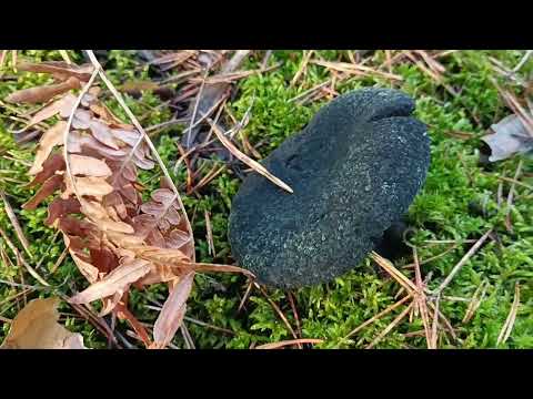 Видео: Лес/следы зверей/серушки - зеленушки/последние дни октября 