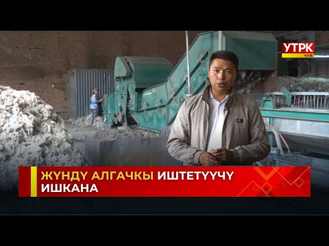 Видео: Чүй: Койдүн жүнүн кайра иштетүү колго алынууда