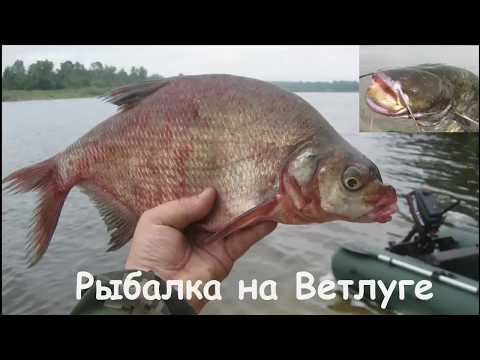 Видео: Рыбалка на Ветлуге.  Лещ и сомики