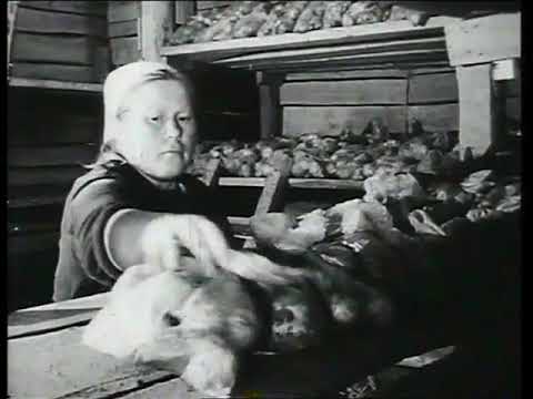 Видео: Семеноводство и технология производства картофеля