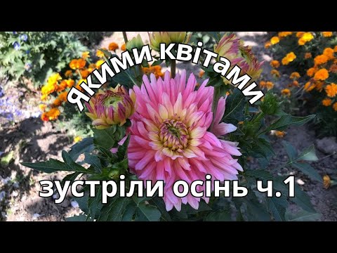 Видео: Якими квітами зустріли осінь. ч.1