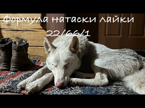Видео: Формула натаски лайки 22/66/1. Что делать,зачем делать и когда делать.