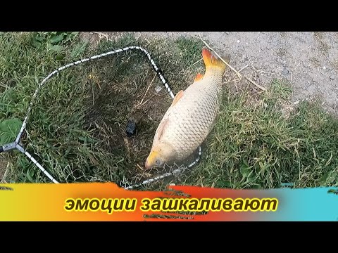 Видео: Вот за такие эмоции мы и любим рыбалку / рыбалка 10-11 сентября / Маяки / Днестр