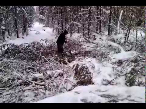 Видео: ТТ-4 в действии Работа на заготовке леса