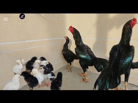 Видео: ГЕГАНТ ХУ́РОЗ ИШКИБОЗЛАРИ УЧУН ТОЗА ЗОТЛАР ЯНГИЛИК БОР ДАКАН ЖУ́ЖАЛАР ЧИКДИ