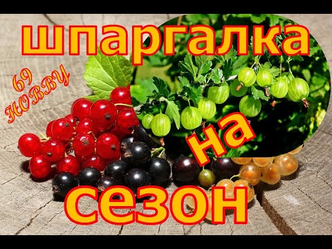 Видео: УХОД за СМОРОДИНОЙ и КРЫЖОВНИКОМ! Шпаргалка на сезон!