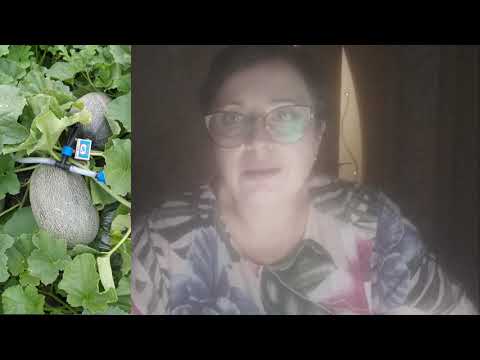 Видео: Топ-10 Самых сладких и проверенных гибридов дынь