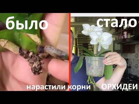 Видео: ОРХИДЕЯ была БЕЗ КОРНЕЙ как нарастить корни орхидеи от НУЛЯ до цветоноса орхидеи за 13 месяцев ИТОГ