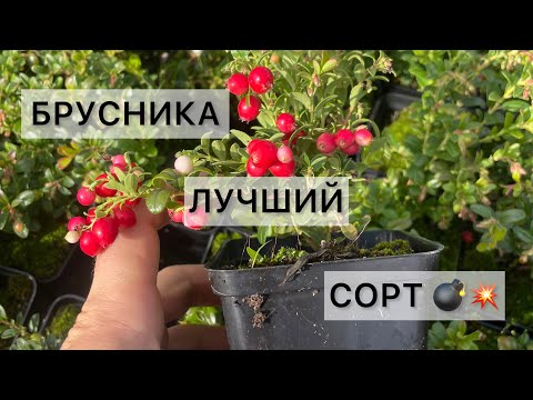 Видео: Как растёт наша брусника