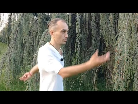 Видео: Практика (280) #гимнастика #цигун 