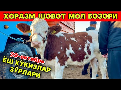 Видео: ХОРАЗМ ШОВОТ МОЛ БОЎОРИ ЁГШ ХЎКИЗЧА ҒУНАЖИНЛАР НАРХЛАРИ 29-октября 2025 г.