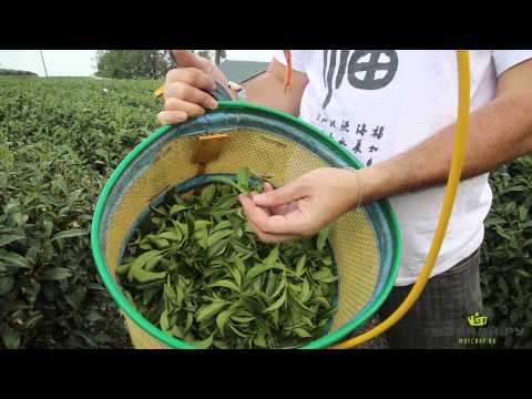 Видео: Тайвань. Путешествие в Алишань (А Ли Шань, 阿里山, Alishan), Часть Вторая. Сбор и производство чая.