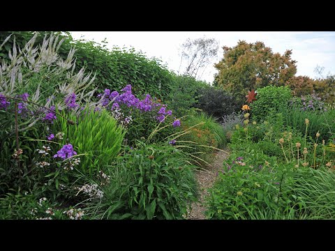 Видео: Срочные новости: зацвели флоксы!