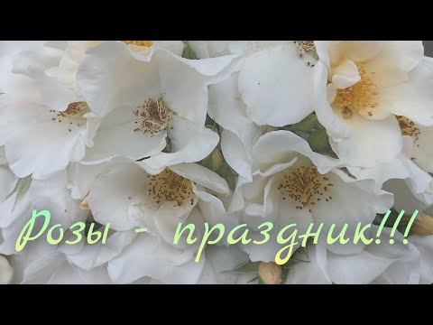 Видео: Два сорта роз для отличного летнего настроения. Салли Холмс, Из даз ИТ. #обзорроз #розы #розывсаду