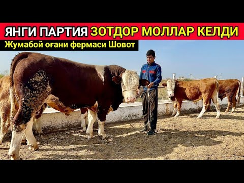 Видео: ЯНГИ ПАРТИЯ СИММЕНТАЛЛАР КЕЛДИ Жумабой оғани фермаси Шовот 18-октября 2024 г.