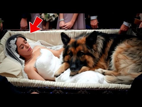 Видео: Что сделала овчарка на похоронах — не поверите!