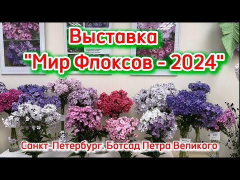 Видео: Выставка «Мир Флоксов-2024». Санкт-Петербург. Ботсад Петра Великого