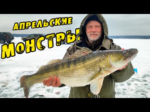 Видео: Эти КОНИ НЕ ЛЕЗУТ в ЛУНКУ! Огромные СУДАКИ берут Здесь на СТОЯК! Рыбалка на Судака в Апреле на ВИБ
