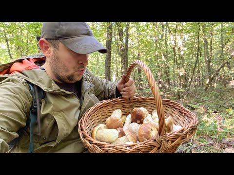 Видео: ..БІЛІ ГРИБИ ПРОДОВЖУЮТЬ РОСТИ. Ще один дуже вдалий збір Грибів!