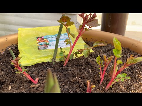 Видео: Подкормка роз , сульфатом магния - результат супер г. Киев 15 апреля 2024 г.