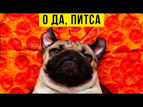 Видео: Приколы с собаками. О да, питса)) | Мемозг #428