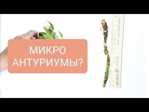 Видео: 🟣🟢 НЕТИПИЧНОЕ ВЫРАЩИВАНИЕ АНТУРИУМОВ/ Автополив для самых маленьких